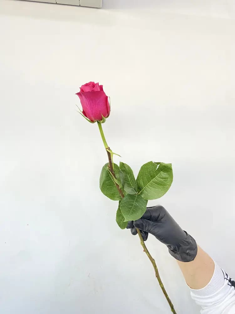 Розы ( Пинк Флойд)