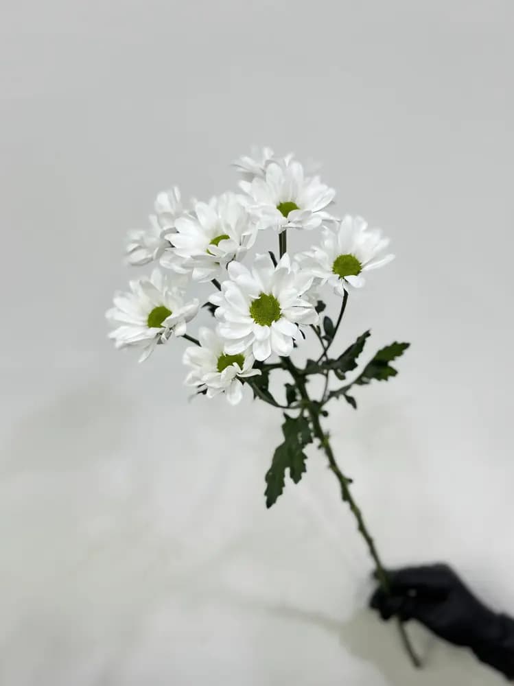 Хризантема кустовая 