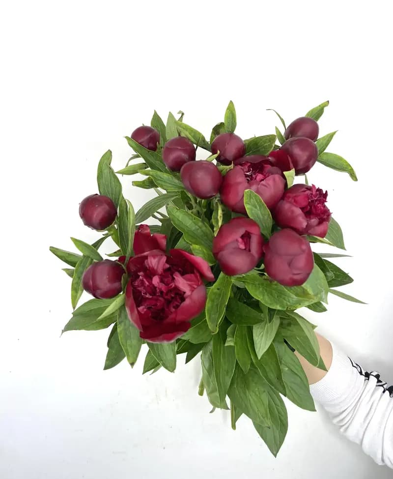 Алое вдохновение