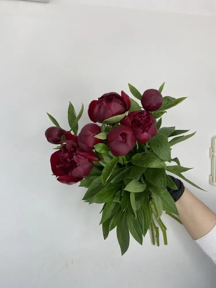 Бордовые пионы — доставка букета в Сочи