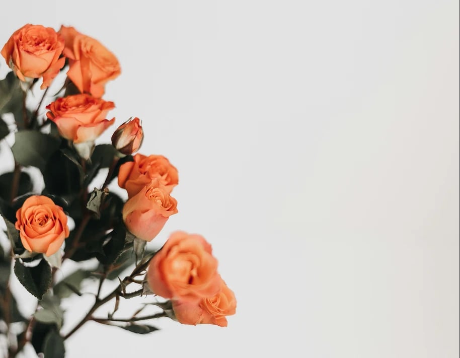 Roses orange