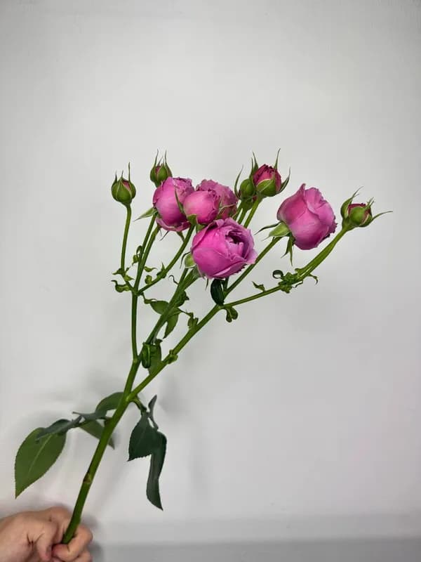 Пионовидные розы