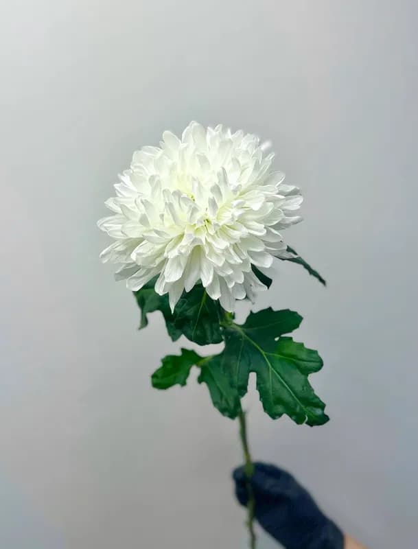 Хризантемы